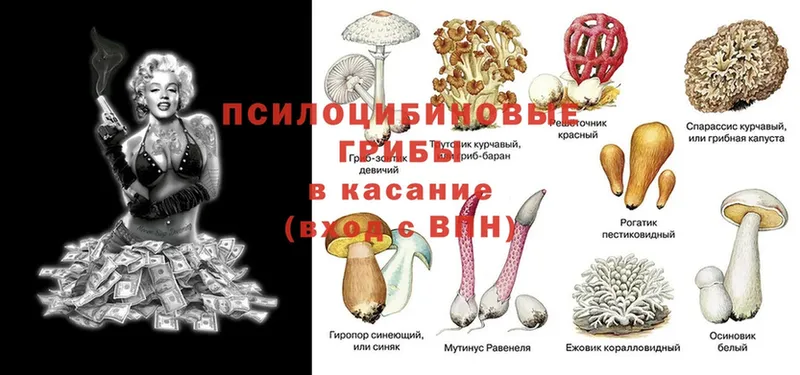 Псилоцибиновые грибы MAGIC MUSHROOMS  даркнет сайт  Буй 